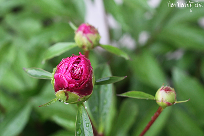 peony with raindrops 8