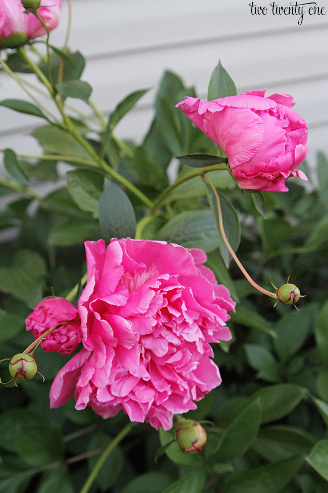 pink peonies 1