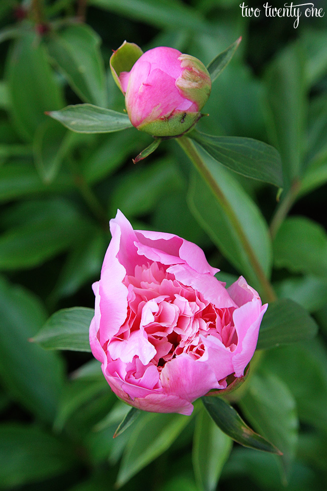 pink peonies 2