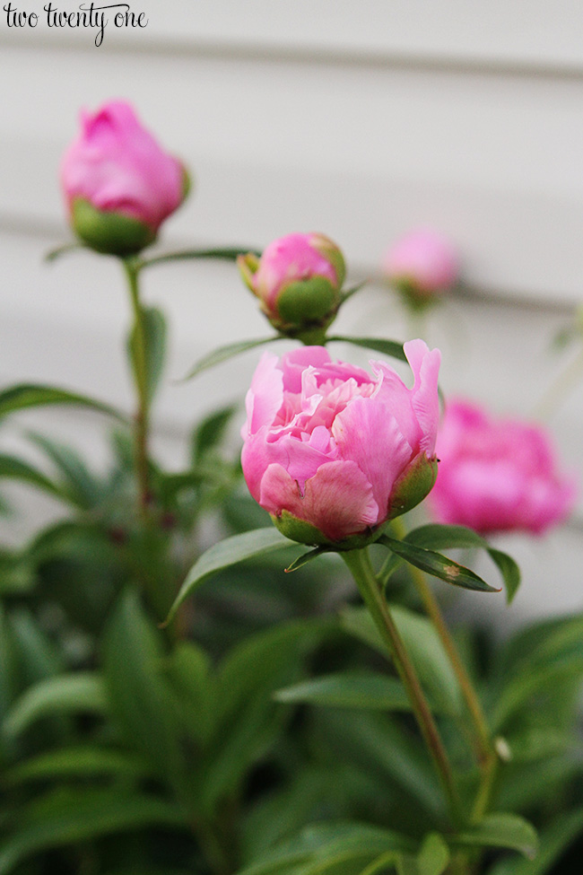 pink peonies 3