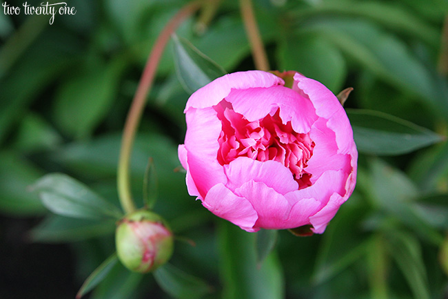 pink peonies 4