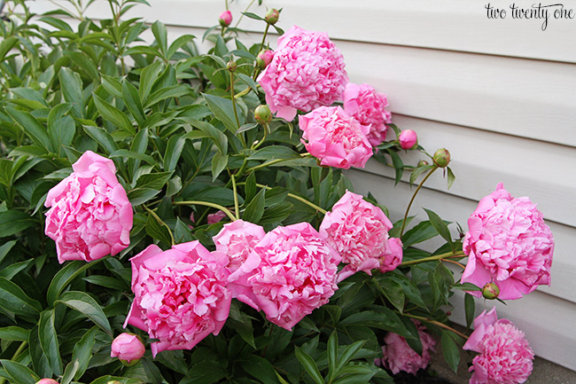 pink peonies