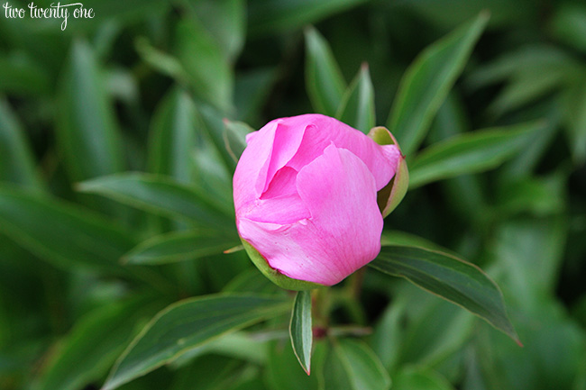 pink peony bud