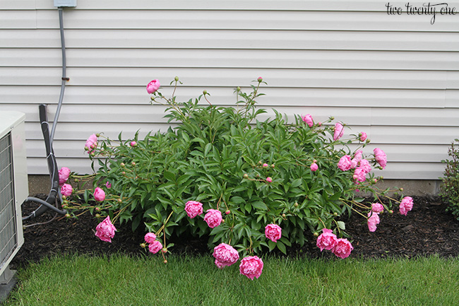 pink peony bush