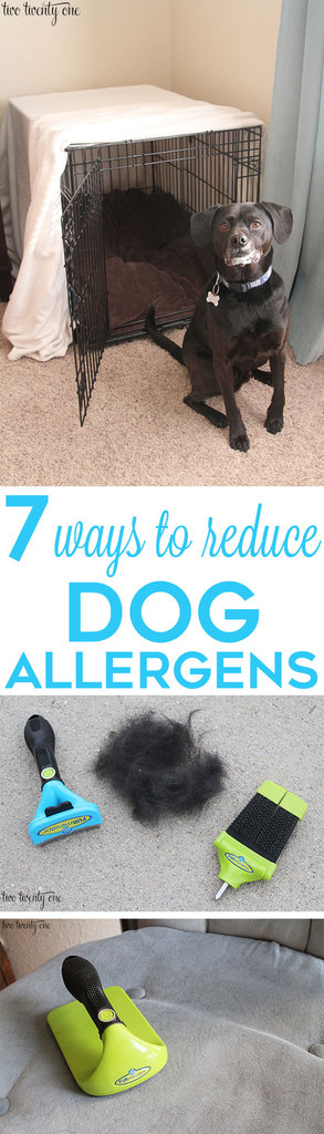 7 ways to reduce dog allergens! Great tips!