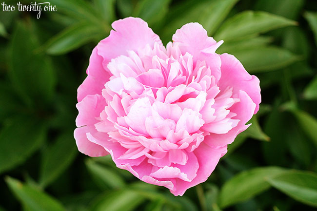 light-pink-peony-2