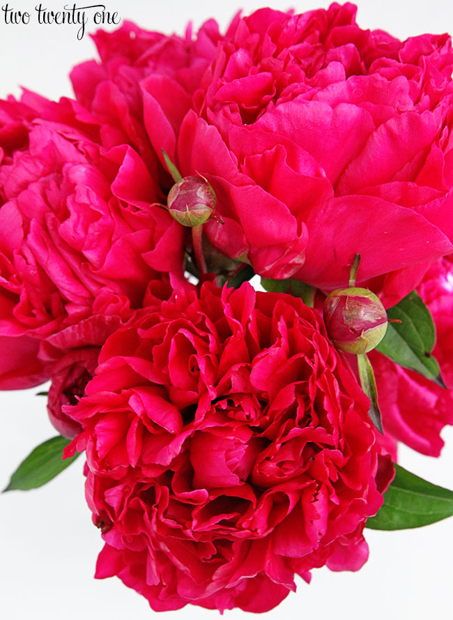 magenta-peonies