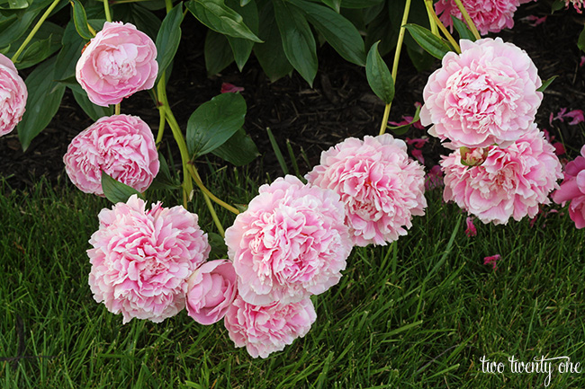 pale pink peonies