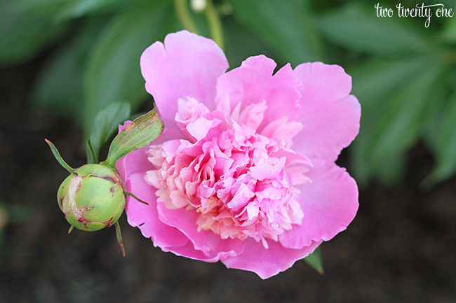 peony-2