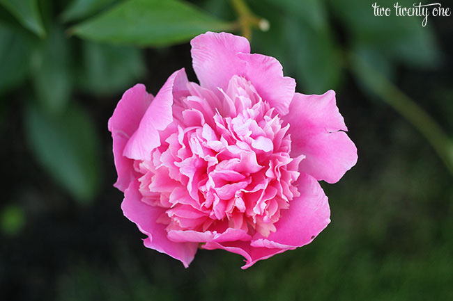 fuchsia peony bloom