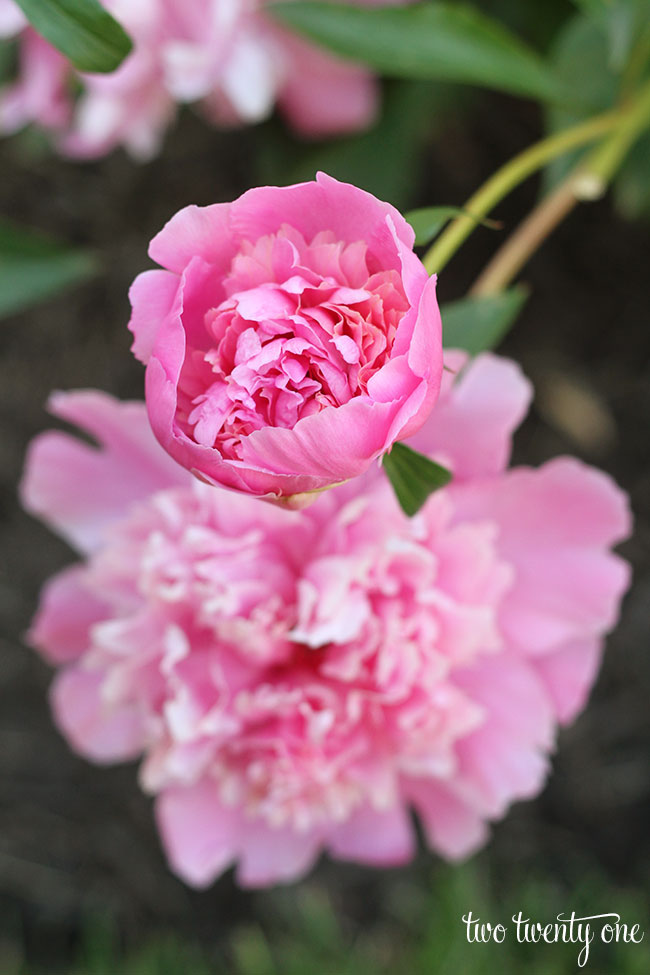 pink-peonies-2