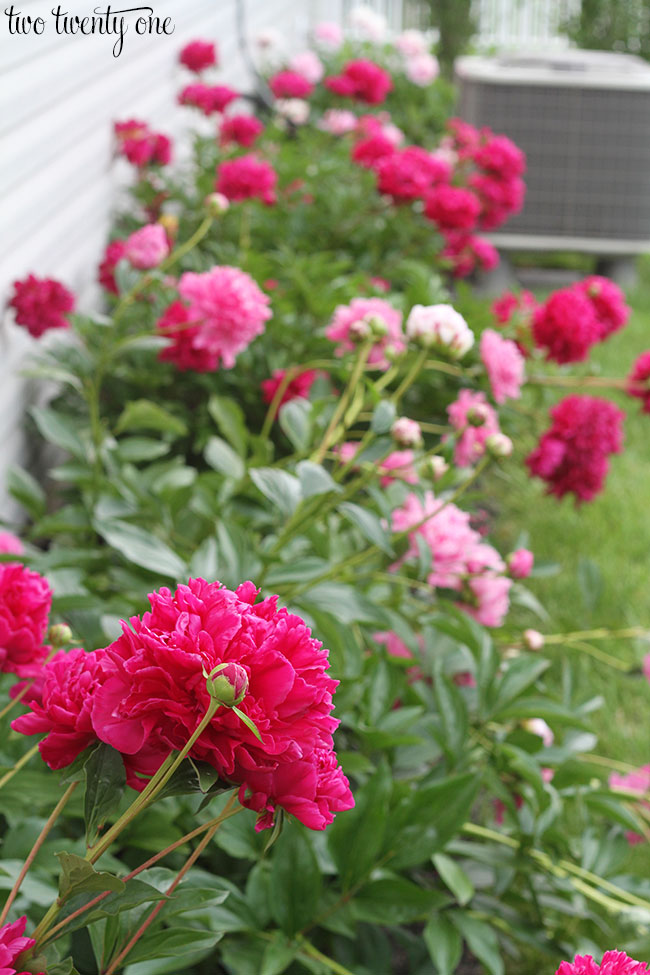 row-of-peonies