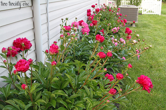 row of pink peony bushes in bloom