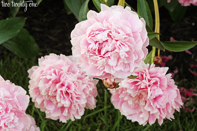 two twenty one peonies