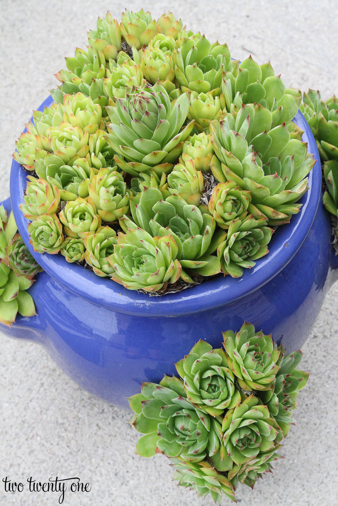hens-and-chicks-in-blue-strawberry-pot