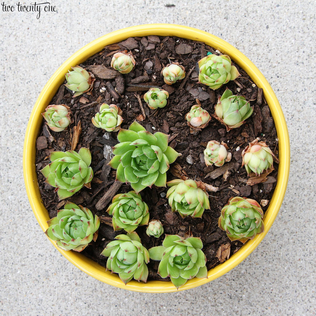 hens-and-chicks