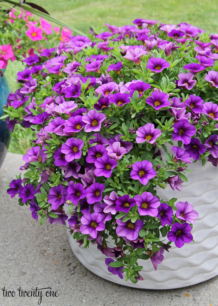 purple-million-bells-in-white-planter