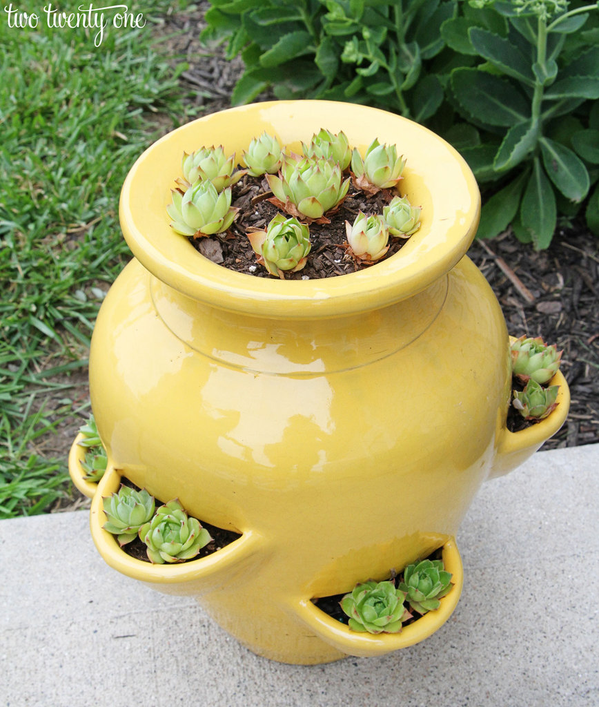 succulents-in-yellow-strawberry-pot
