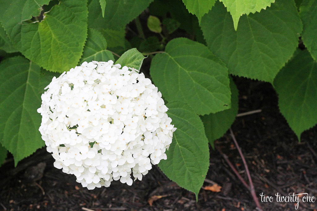 white-hydrangea