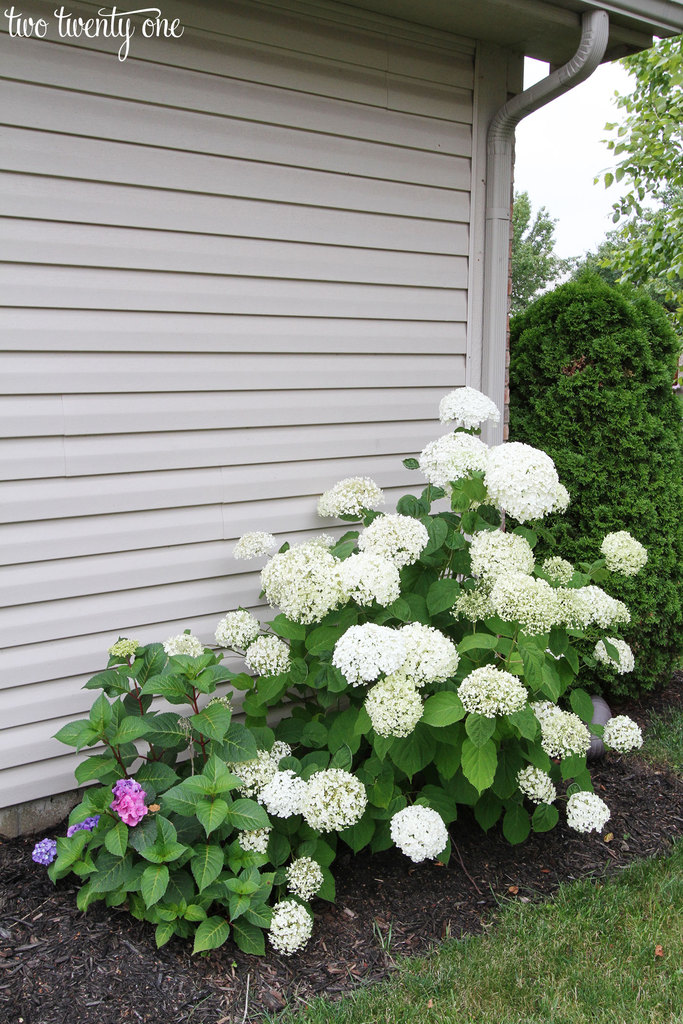 white-hydrangeas