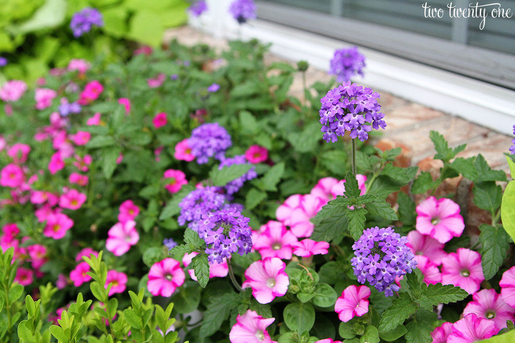 window-box-flowers