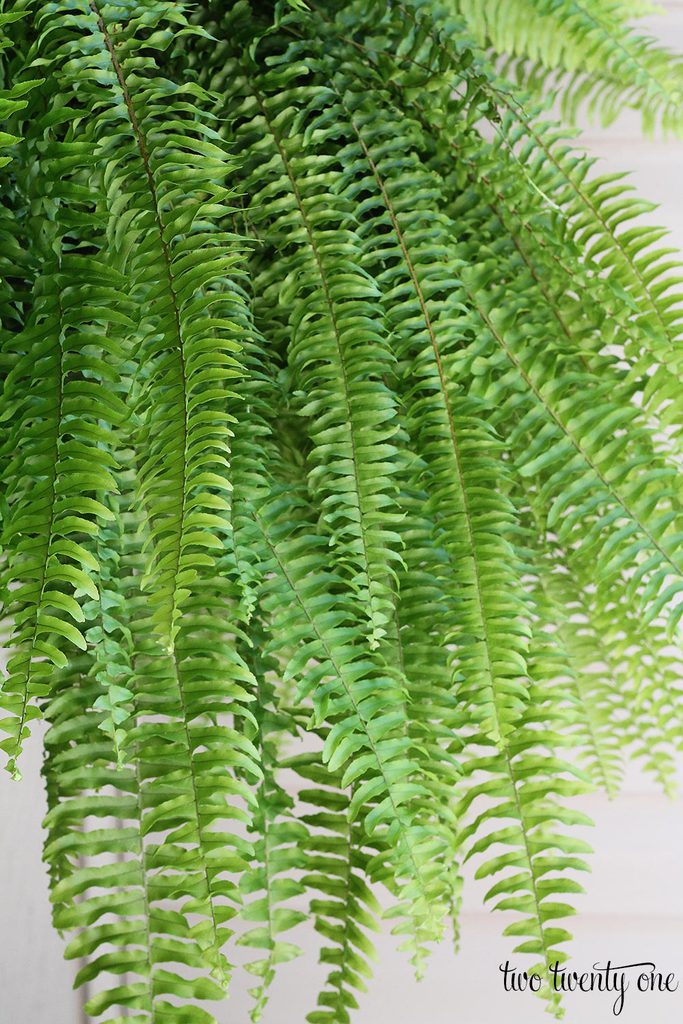 fern