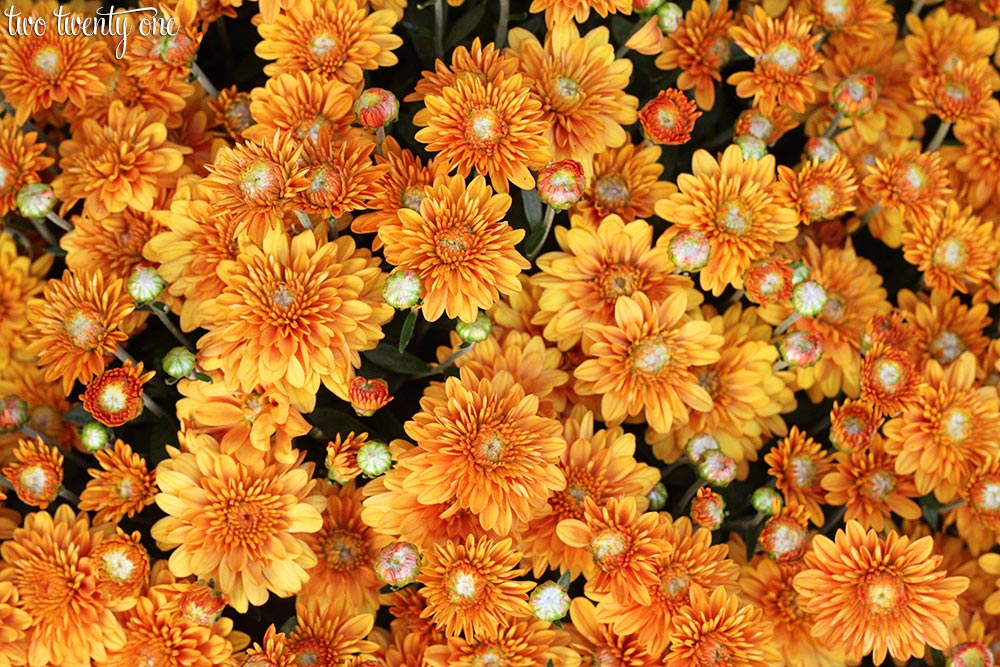 orange-mums-fall