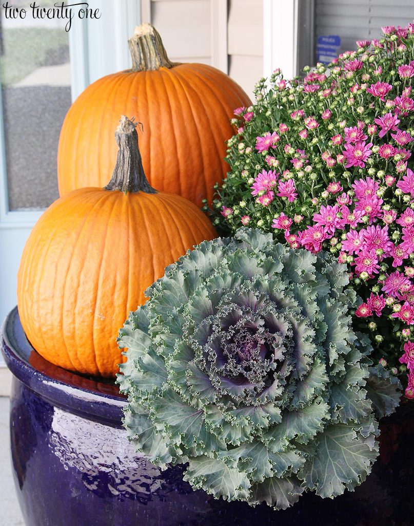 pumpkin-cabbage-and-mums