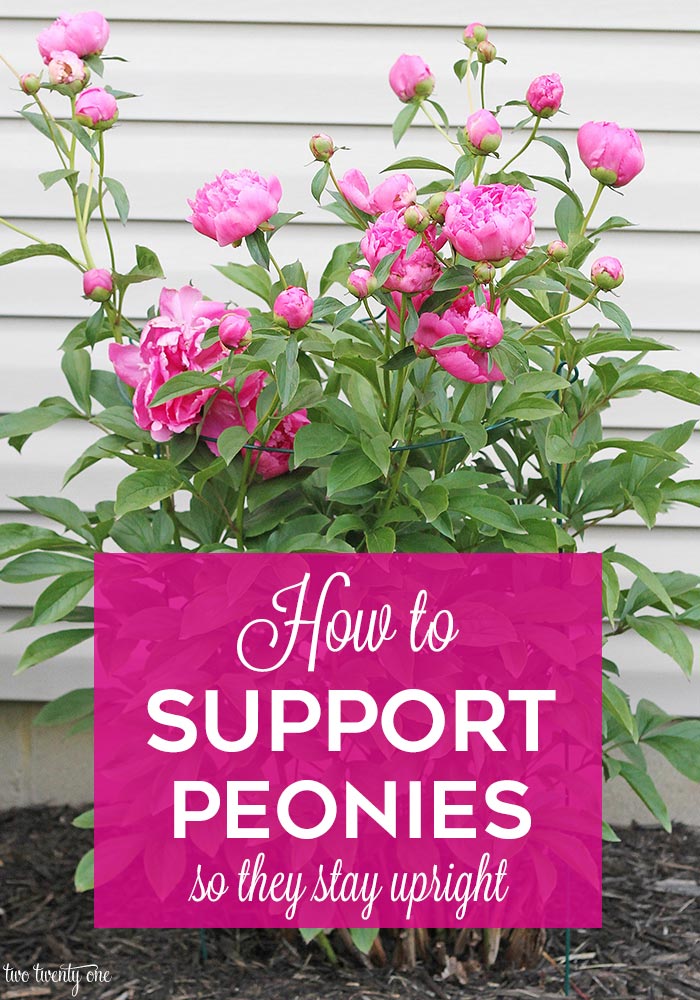 How to Support Peonies 