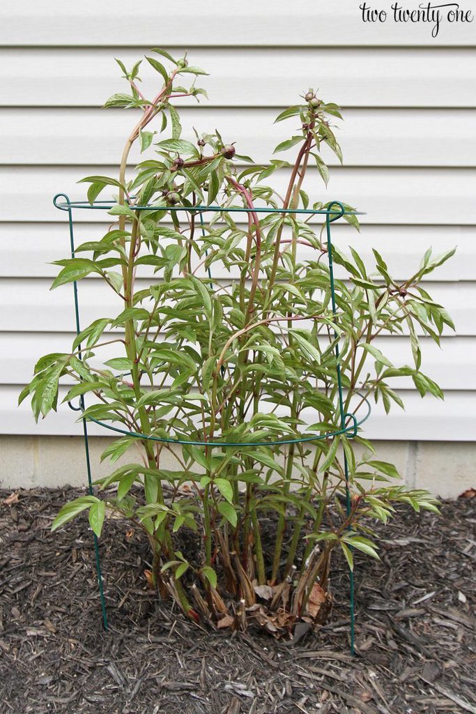 How to Support Peonies Keep Peonies from Falling Down
