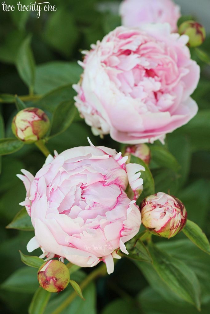 two pink sarah bernhardt peonies in bloom