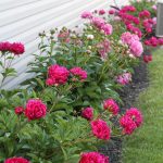 row of pink peony bushes