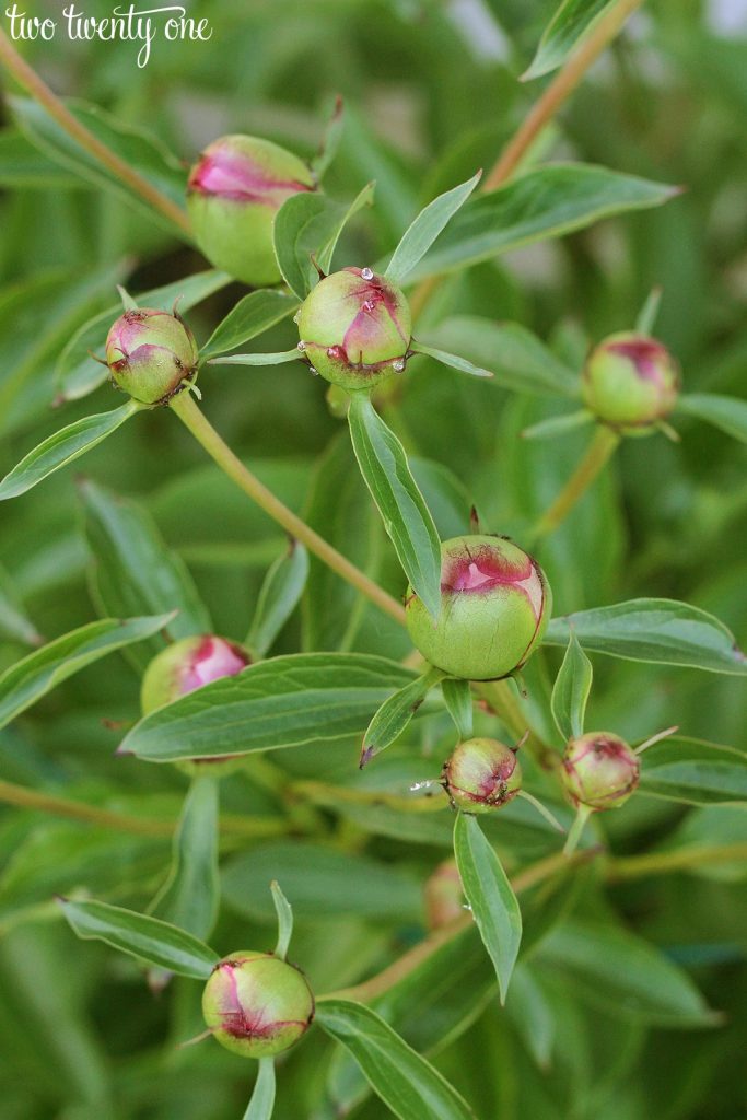 peony buds with nectar that attracts ants