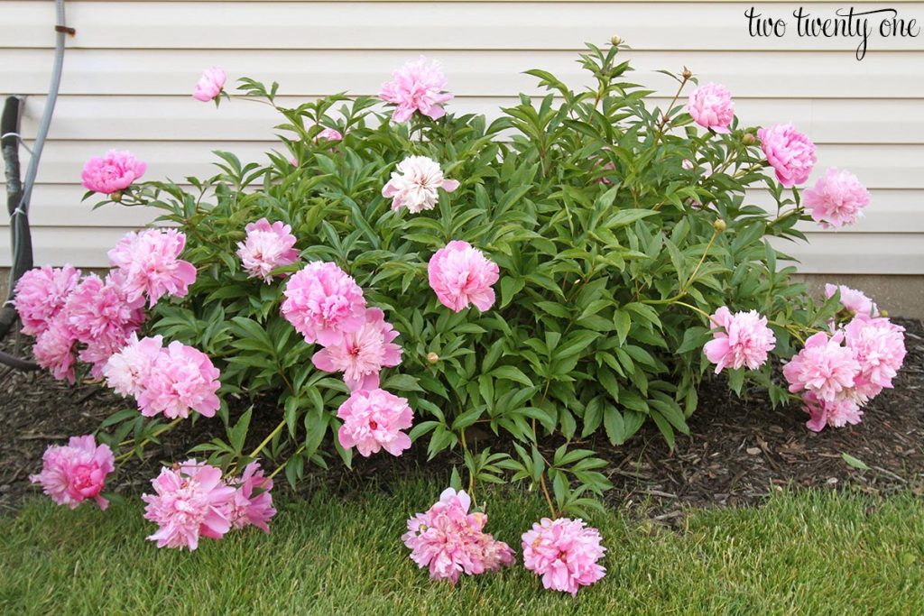 pink peony bush