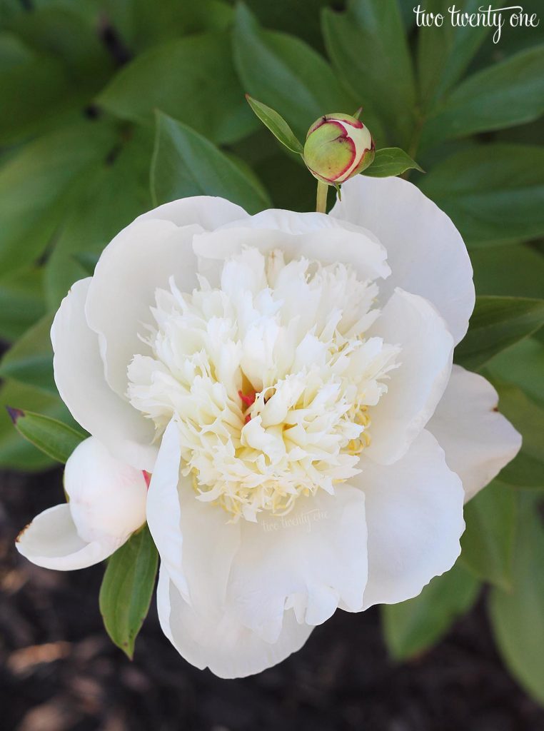 white peony