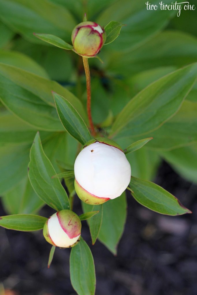 white peony marshmallow buds