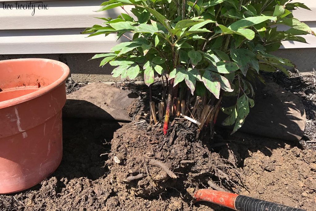 How to transplant peonies. Digging up a peony bush to move it.