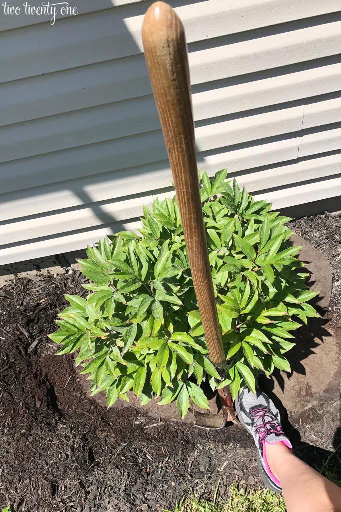 digging up a peony bush with a shovel