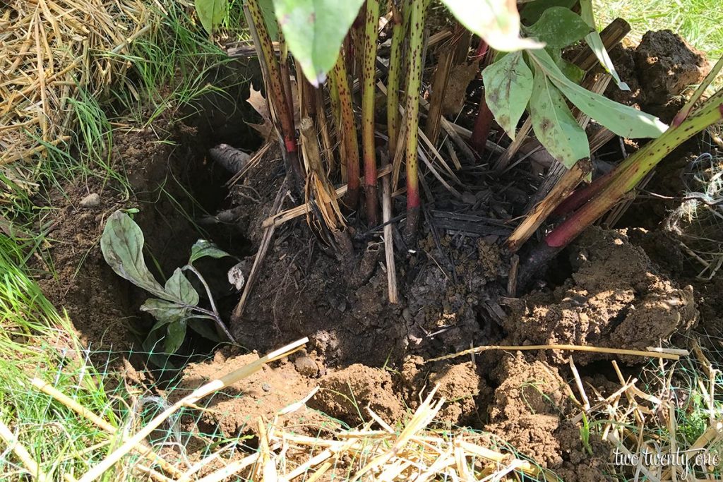 transplanting a peony bush