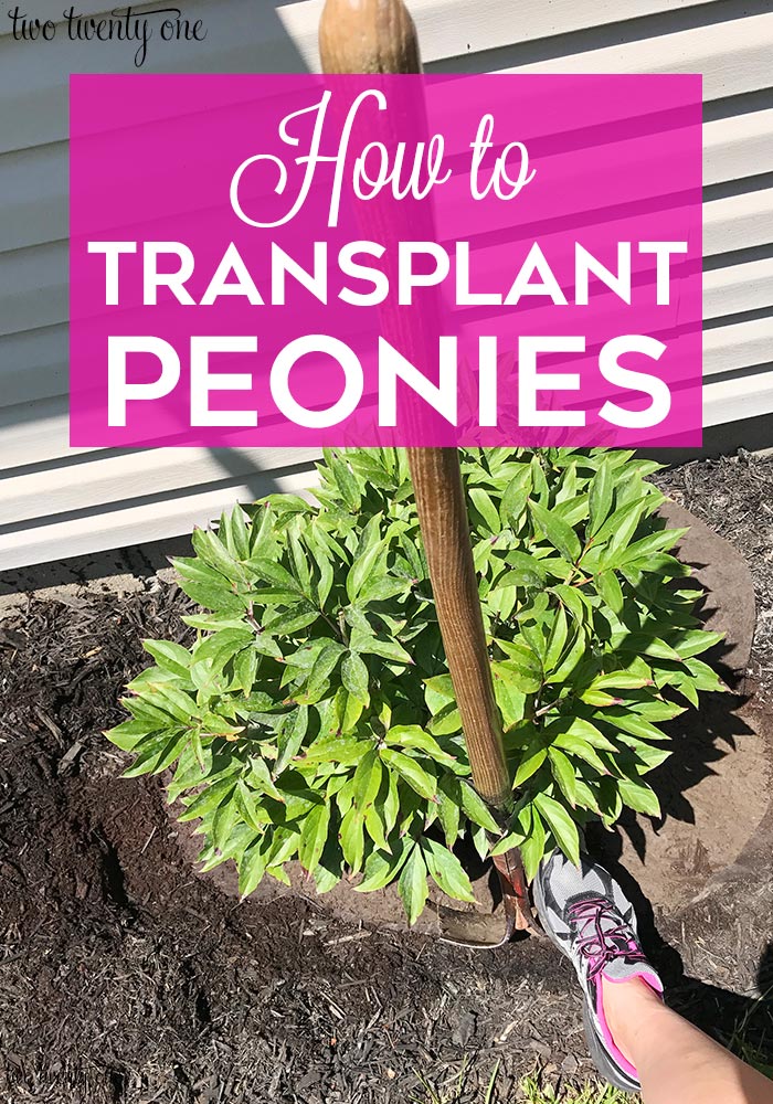 How to transplant peonies!