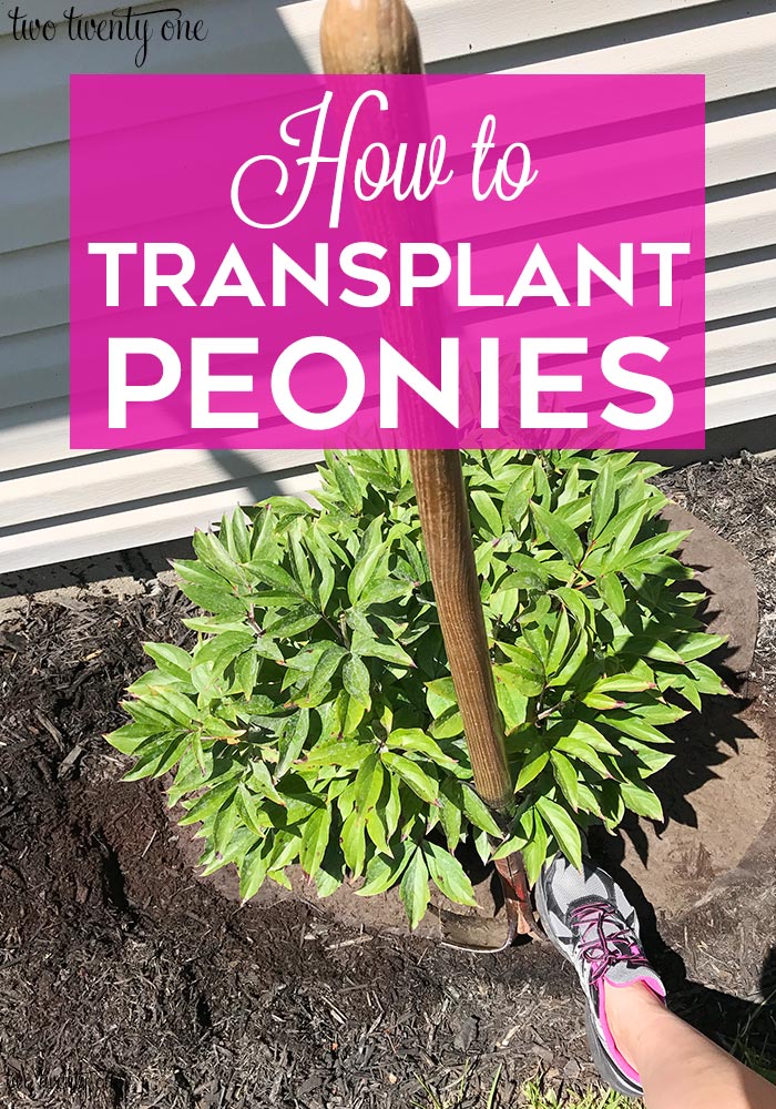 How to Transplant Peonies - Two Twenty One