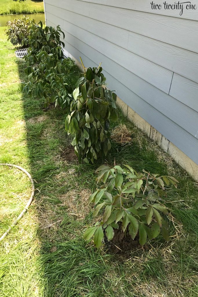 transplanted peony bushes