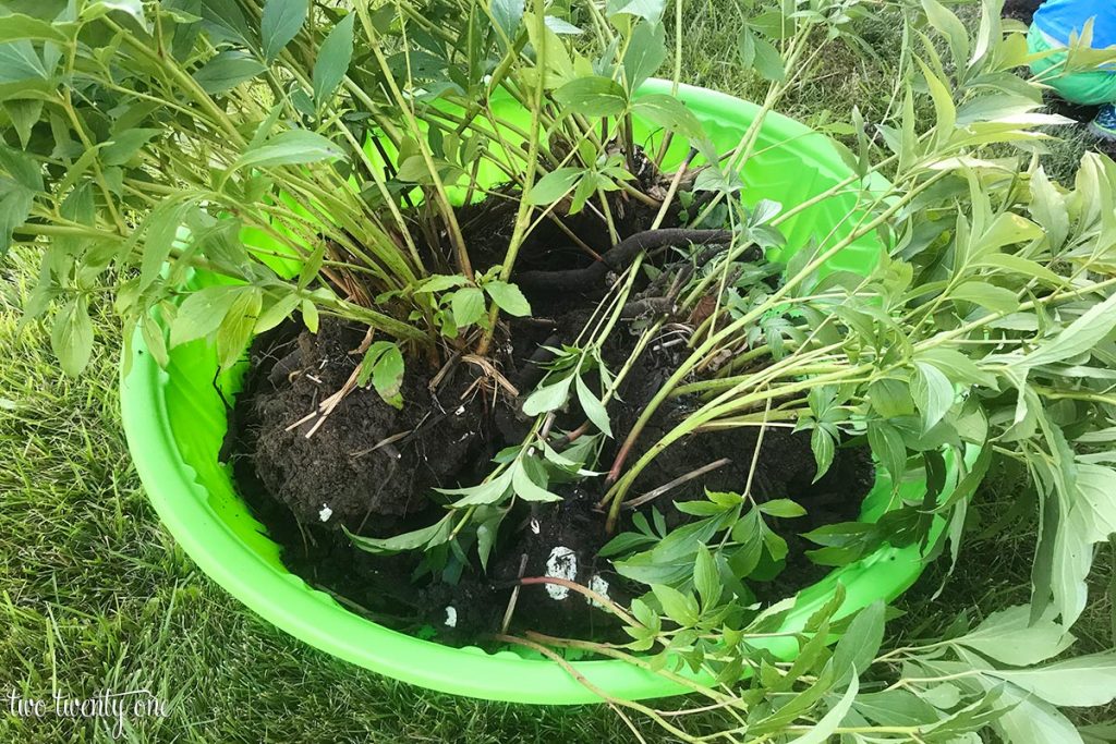 Peony bushes in a green plastic kiddie pool