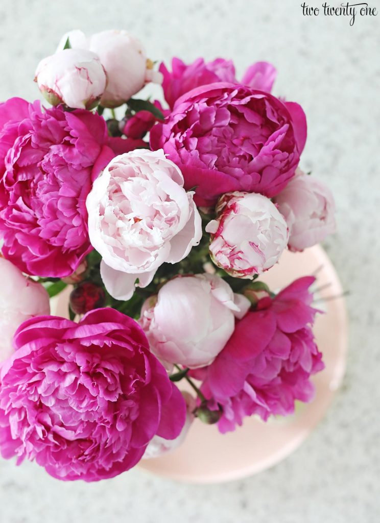 fuchsia and light pink peonies