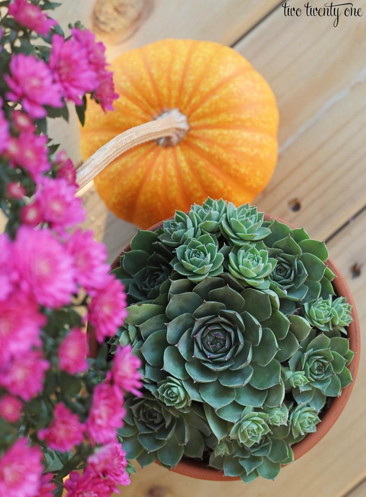 fall succulents