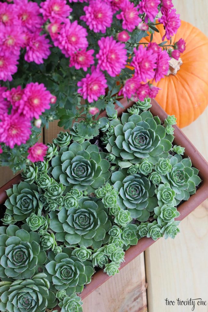 Sempervivum tectorum with mums and a pumpkin