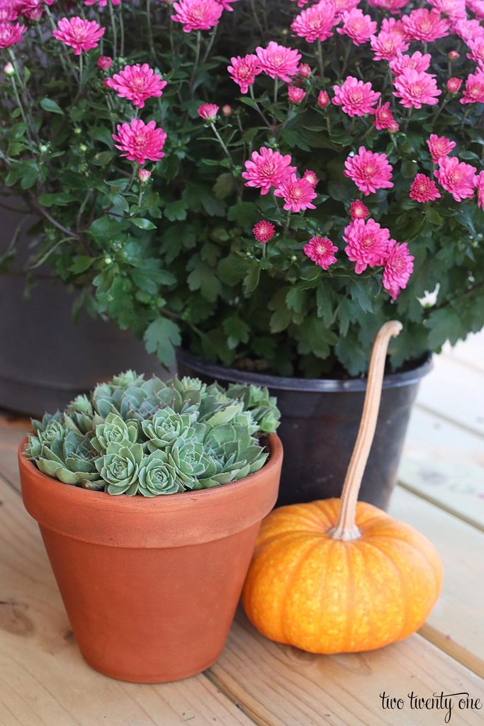 mums and succulents