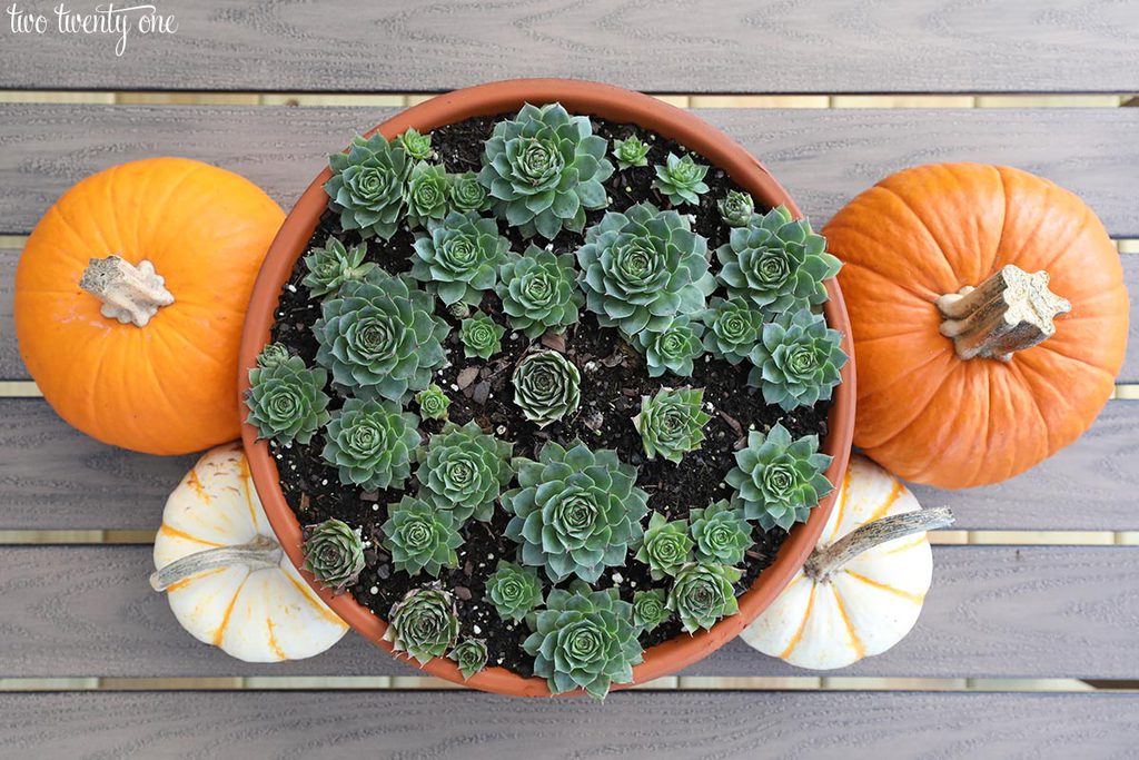 succulents and pumpkins