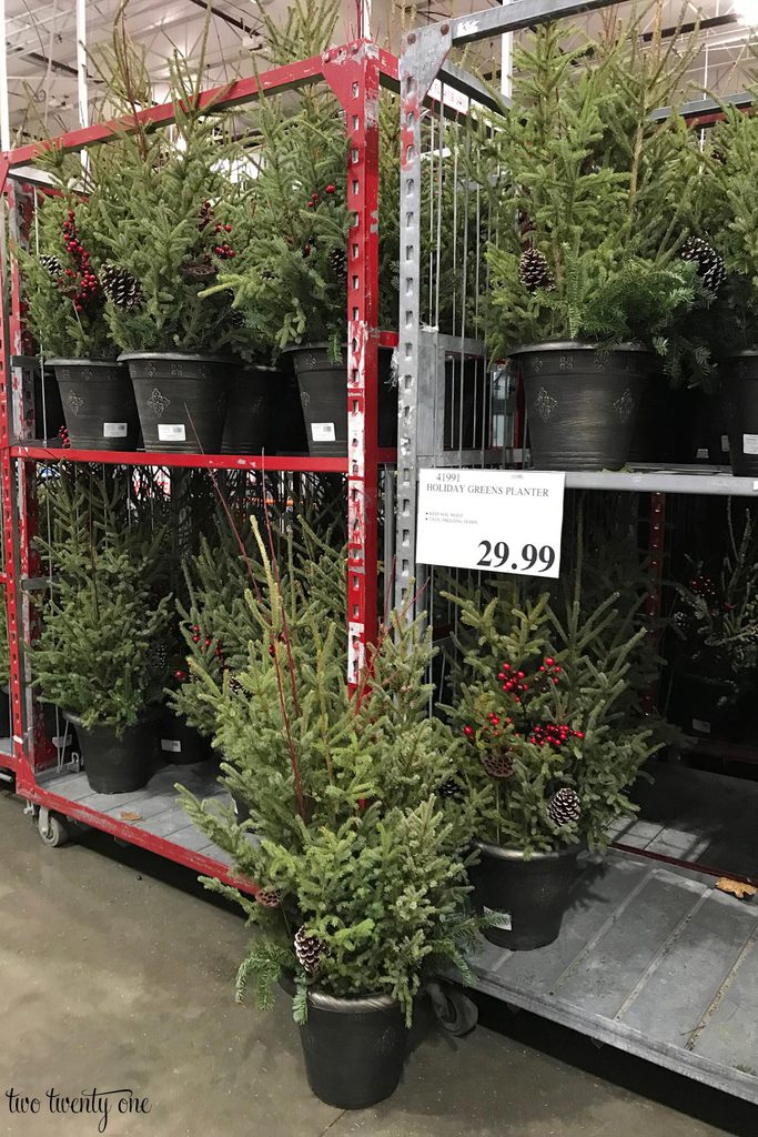 Costco Christmas planters