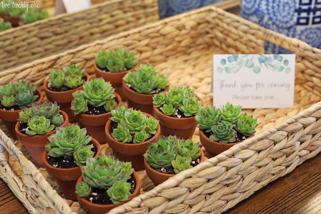 succulent baby shower favors